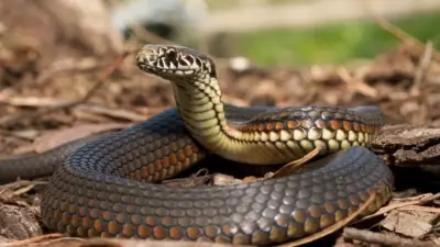 Kerala Snakebite Deaths: 64-Year-Old Man Dies During Treatment