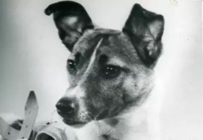 Laika: The Stray Dog Who Sacrificed Herself for Space Exploration