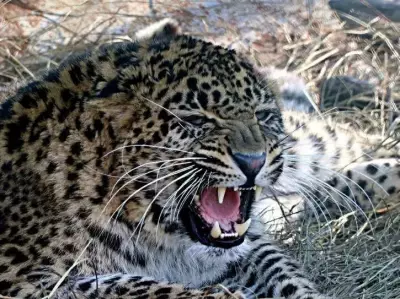 Leopard Attacks Kill Man, Injure Girl in Chhattisgarh Forest Villages