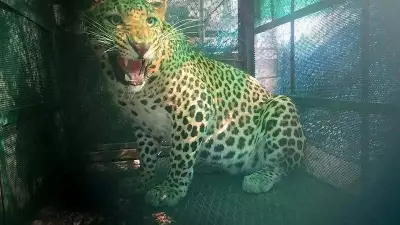 Leopard Lifts Pet Dog and Calf in Thrissur Village, Residents Demand Action