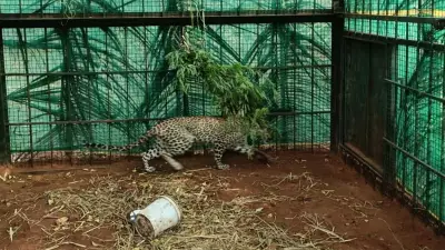 Leopard That Killed Boy Captured in Karnataka