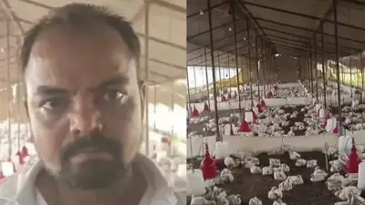 Loud Wedding Music Kills Over 100 Chickens in UP, Farmer Files Complaint