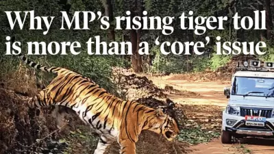 Madhya Pradesh Loses 32 Tigers in 2026: Electrocution, Disease Emerge as Major Threats
