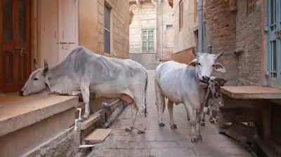 Man Arrested in Bengaluru for Sexually Assaulting Cow