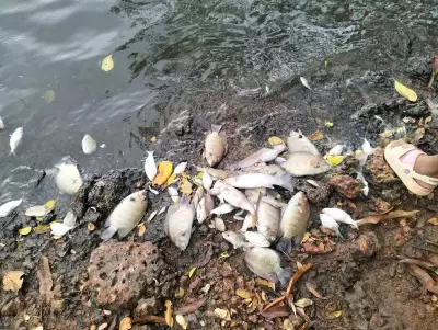 Mangaluru residents test well water after mass fish deaths in Gurupura River