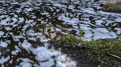 Mass Fish and Bird Deaths in River Spey Tributary Spark Investigation