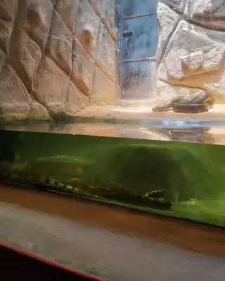 Massive Green Anacondas Bred at Madras Crocodile Bank Now on Display