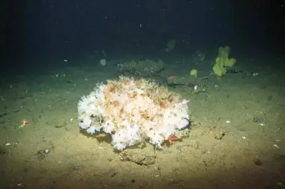 Massive Sponge Mounds Discovered in Well-Known California Deep-Sea Area