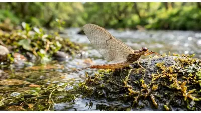Mayflies' Urgent Mating Dance: A 300-Million-Year-Old Survival Strategy