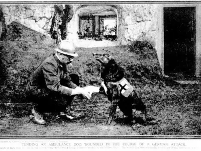 Mercy Dogs of WWI: How 20,000 Canines Became Battlefield Lifesavers
