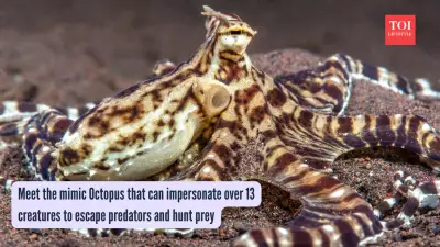 Mimic Octopus: Nature's Master of Disguise with 13+ Impersonations