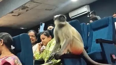 Monkey Joins Census Training Session in Gujarat, Watch Video
