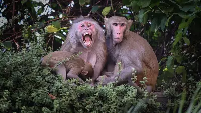 Monkey Menace Divides Apartment Residents in Bengaluru