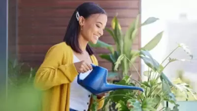 Morning vs Evening Watering: Best for Plants in Extreme Summer Heat