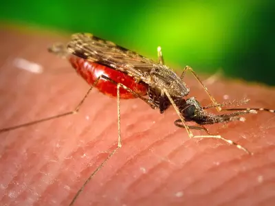 Mosquitoes Discovered in Iceland for First Time, Shattering Its Insect-Free Status