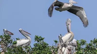 Mysuru Zoo on High Alert After H5N1 Kills 40+ Peacocks in Tumakuru