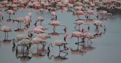 Navi Mumbai Wetlands Revival Sought as Flamingos Flock to NRI Lake