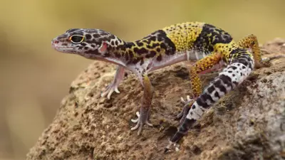 New Leopard Gecko Species Eublepharis jhuma Discovered in Bihar's Kaimur Hills