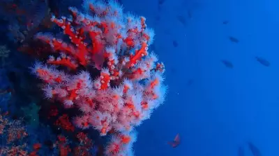 Over 1,100 New Marine Species Found in Coral Sea Deep-Water Expeditions