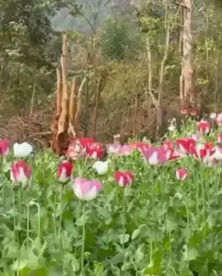 Over 1.8 Lakh Opium Plants Destroyed in Mandi District Raid