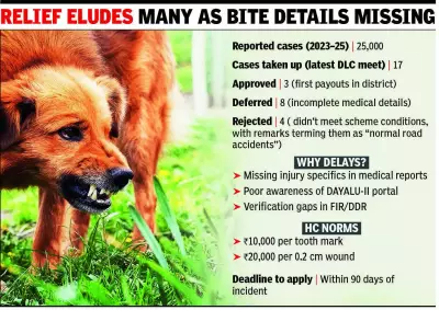 Panchkula Clears Only 3 Dog-Bite Compensation Cases Despite 25,000 Incidents
