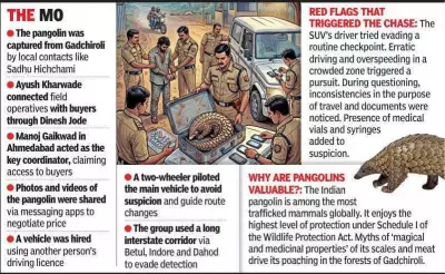 Pangolin Trafficking Racket Busted: Rs 8 Crore Deal Exposed in Gujarat