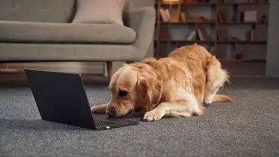 Paws Life: What If My Clever Dog Had a Social Media Account?