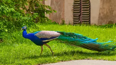 Peacock in the Park: A Symbol of Urban Wildlife Encounters
