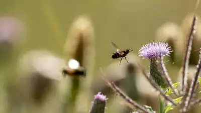 Pollinator Balcony Trend: Indian Gardeners Boost Urban Biodiversity