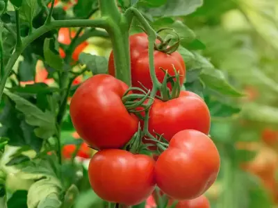 Pro Tips for Growing Tomatoes at Home: From Soil to Harvest