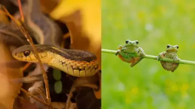 Protect Backyard Wildlife from Lawnmowers This Summer