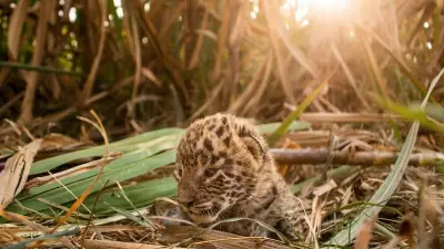 Pune MLRC Rescues 100+ Leopards, Reunites 112 Cubs Since 2018