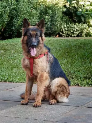Pune Vet Saves Dog from Kidney Failure with Advanced Dialysis