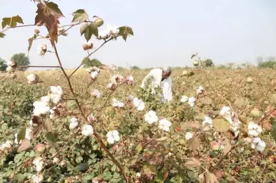 Punjab cotton sowing hits only 32% of target amid delays and pest fears