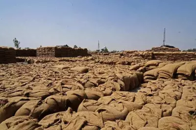 Punjab Wheat Procurement Reaches 95.9% of Target with 116.98 LMT Arrival