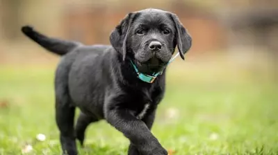 Puppy dies after being thrown into burning tandoor in Chandigarh; FIR filed