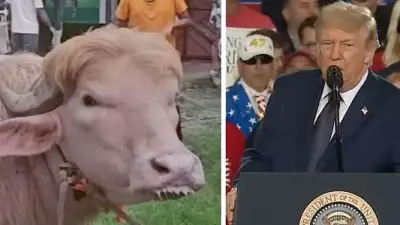 Rare Albino Buffalo Resembling Donald Trump Goes Viral in Bangladesh