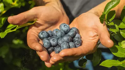 Rare Blueberry Species Rediscovered in Arunachal After 188 Years