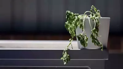 Remove These 5 Unlucky Plants from Home for Good Luck and Positive Energy