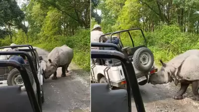 Rhino Attacks Safari Jeep in Assam's Manas National Park, Viral Video Stuns Netizens