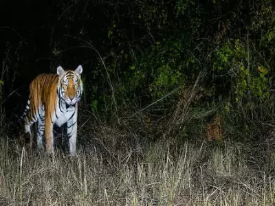 Royal Bengal Tiger Spotted in Arunachal Sanctuary After 20 Years