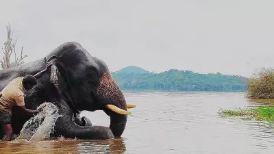 Sakrebailu Elephant Camp Closed for Tourists