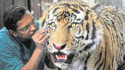 Saturday Story: After Life Comes Taxidermy with Dr Santosh Gaikwad