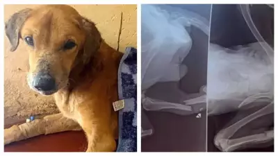 Scammers Exploit Injured Dog to Defraud Western Donors in Uganda