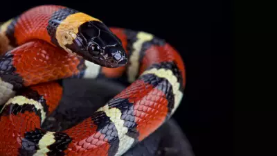 Scarlet Kingsnake: Harmless Imposter or Deadly Lookalike?