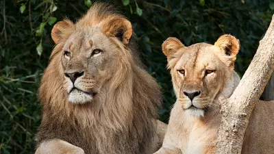 Six Lions Die from Babesia Infection in Gir Forest, 17 Under Observation