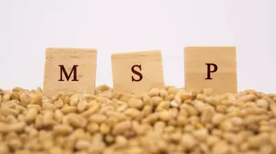 SKM Slams Centre's Kharif MSP as 'Betrayal', Calls for Nationwide Protests