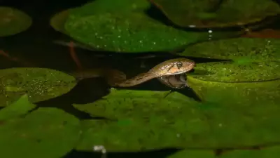 Snake-Free Havens: Countries Where You Will Never Find a Snake