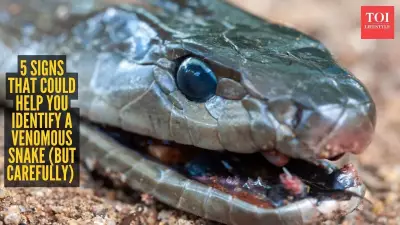 Snake Venom Myths: Why Quick ID Methods Are Often Wrong and Risky