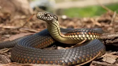 Snakebite Deaths Reveal Climate-Driven Public Health Crisis
